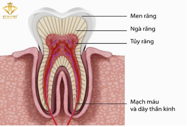 Điều trị tuỷ răng